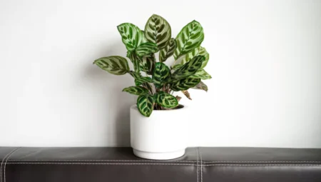 Comprehensive Indoor Plants Care Guide